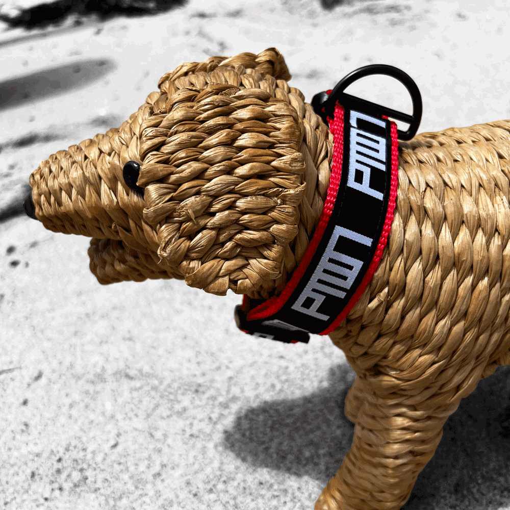 PTOWN / DOG COLLAR